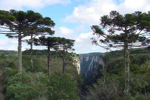 Parque Nacional das Araucárias