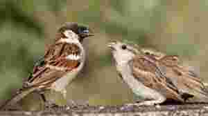 हैप्पी गोरैया डे-विश्व गौरैया दिवस पर कविता-World Sparrow Day