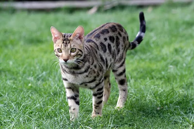 kucing bengal