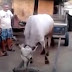 Cow Intelligence & ability
