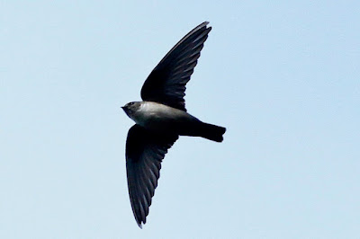 "Eurasian Crag-Martin- Ptyonoprogne rupestris, A large, compact, and powerful martin, gray-brown above, with contrasting dark "armpits."winter visitor to Mount Abu."