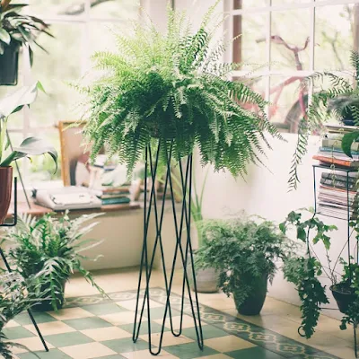 Plantas que fizeram sucesso no passado voltam a ocupar espaço na decoração 