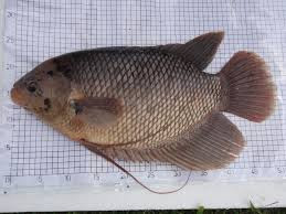 Hama Penyakit Ikan Gurami