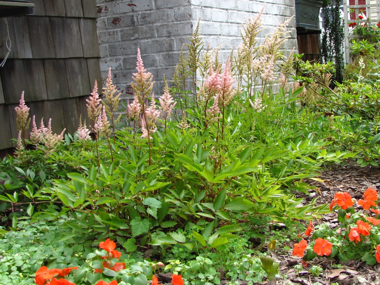 list of fruit and vegetables in english Perennial Flowers for Shade Gardens | 1600 x 1200