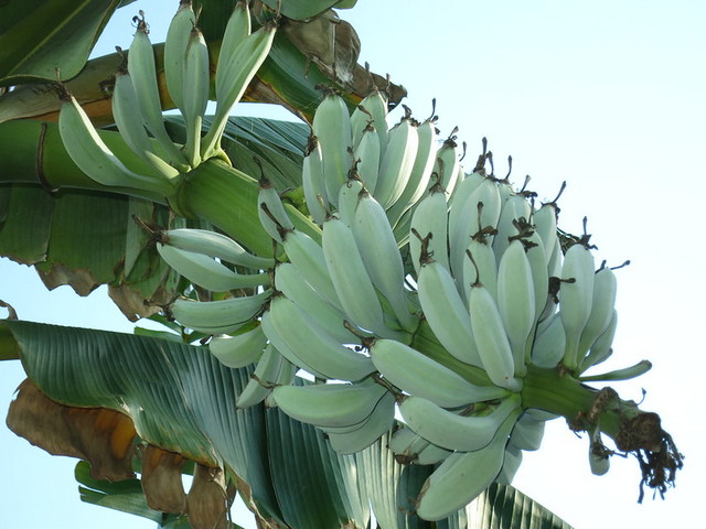 blue java banana, ice cream banana, blue java bananas, java blue, ice cream banana tree, blue java banana tree, java banana, blue banana ice cream, blue java banana growing zone, blue java banana inside, blue java banana taste