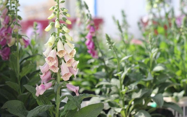 Foxglove Flowers Pictures