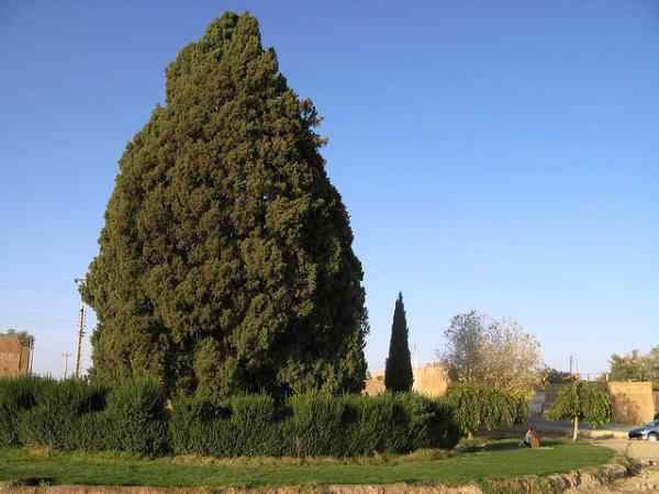 Cypress Tree Gardens
