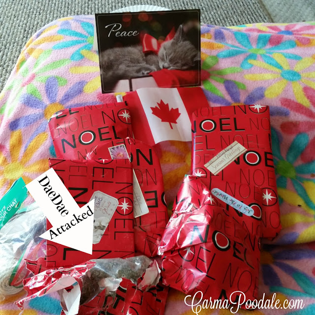 red and white wrapping paper on cat presents from Canada for santaPaws 