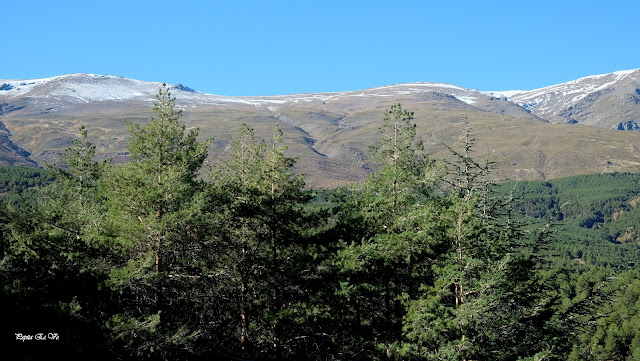 Umbría la Mata, Sierra Nevada