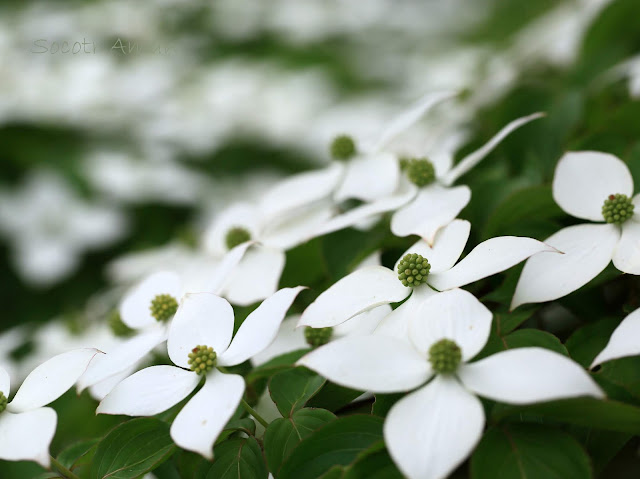 Cornus kousa