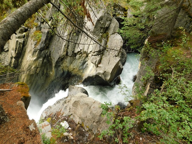 C114_CAN AL Banff NP Weeping Wall_2018-08-14_DSCN2438