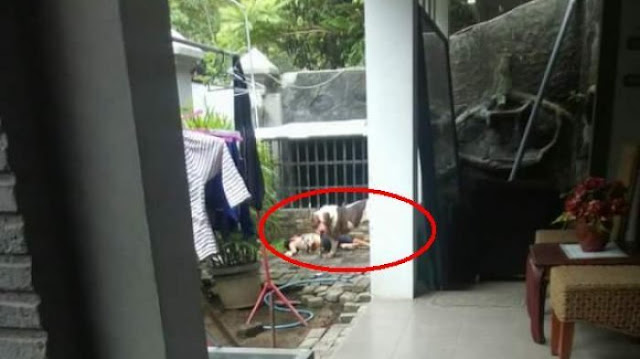 Anjing Pitbull Gigit Anak Majikkannya Hingga Tewas Mengenaskan