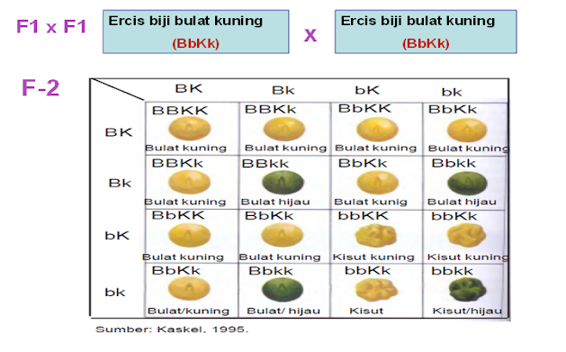 Keturunan Pertama dan Kedua Dihibrida