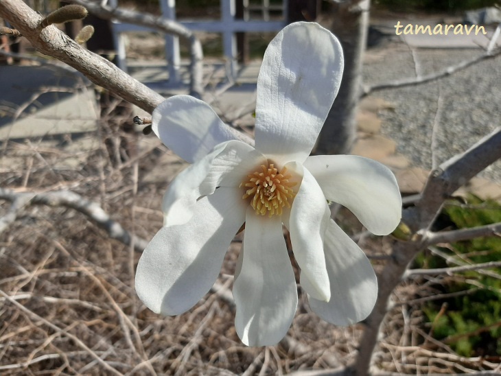 Магнолия кобус (Magnolia kobus)