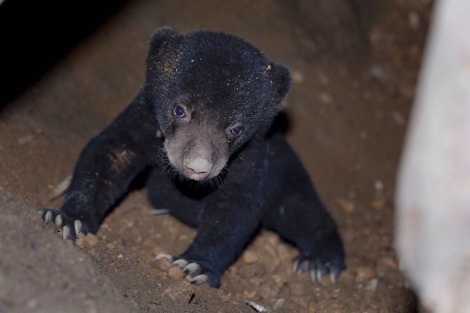 Little Sun Bear in Singapore1