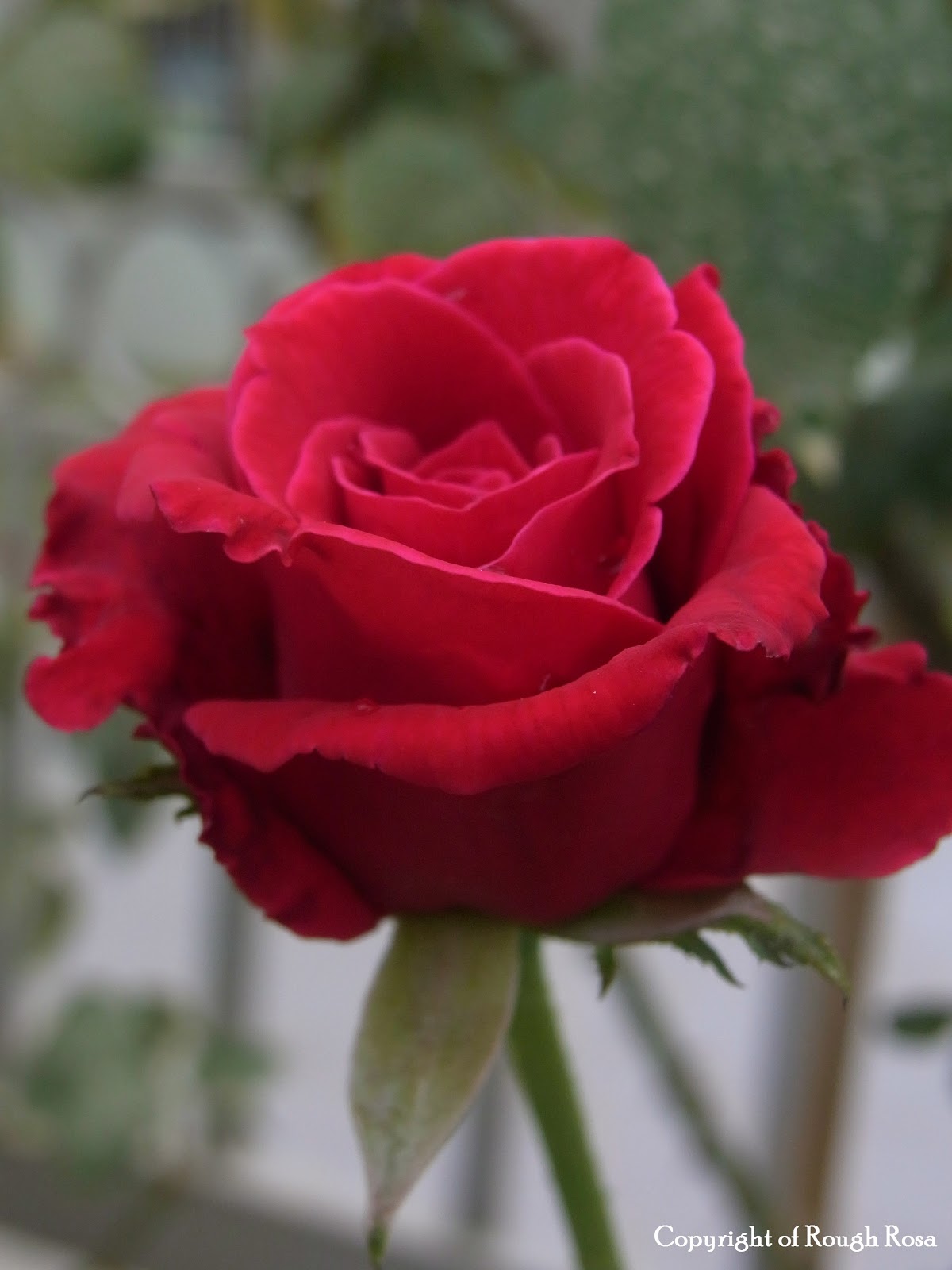 Rosa Sifu Si Pencinta Bunga  Mawar  Ku tanam pokok  bunga  