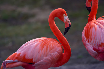 Image Credit: Maryland Zoo