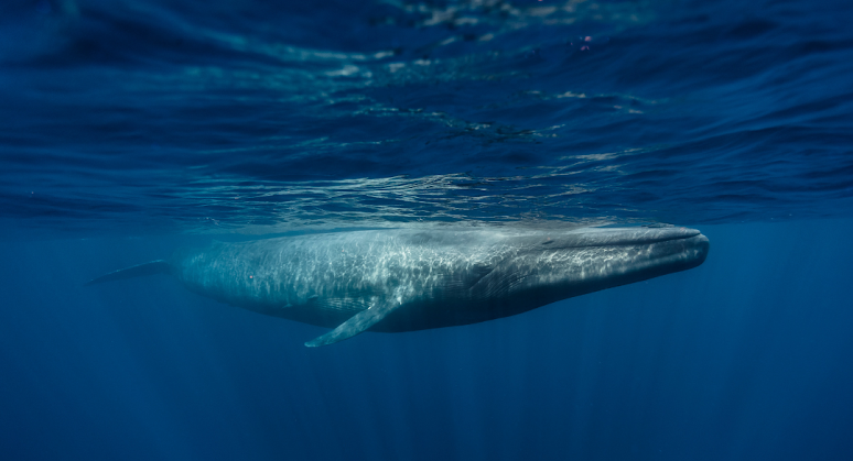 Are Blue Whales Dangerous?