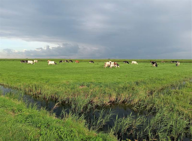 mucche al pascolo a Marken