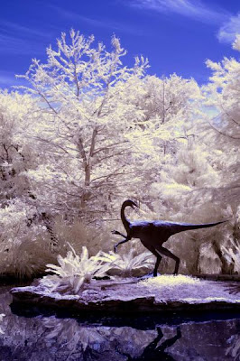 Amazing Infrared Picture Seen On www.coolpicturegallery.net