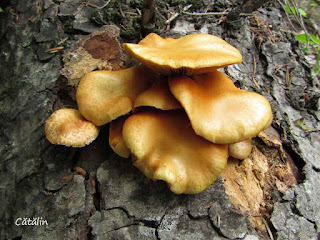 Gymnopilus junonius IMG13490