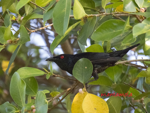 Asian Glossy Starling