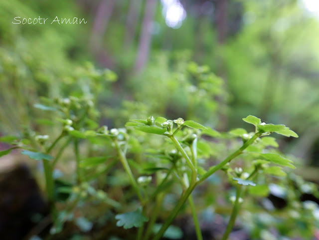 Chrysosplenium flagelliferum