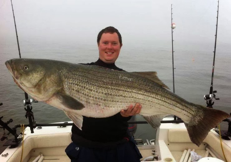 Big Fishes of the World: STRIPED BASS page 2