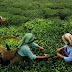 चाय बागान के मजदूरों की दैनिक मजदूरी निर्धारण को लेकर आगामी त्रिपक्षीय बैठक की जगह में बदलाव