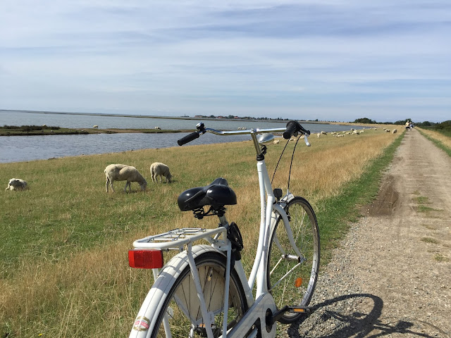 Fahrradtour Deich Schafe 