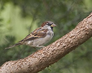 House Sparrow (Male), San Angelo State Park, ©2008 Jim Miller