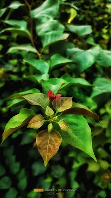 फुल एचडी बैकग्राउंड