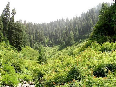 Nathia Gali Wallpapers