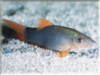 Orange Finned Loach Fish Pictures