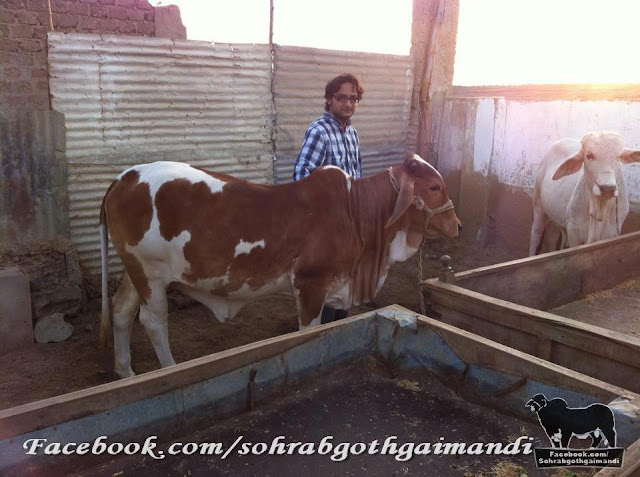 Jawaid Cattle Farm 2013