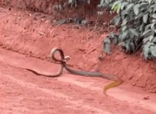 VÍDEO: cobra de 2 metros imune a veneno é flagrada devorando outra serpente em MT