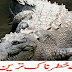 Most Dangerous Animals in the World in Urdu | 
