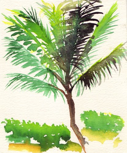 The first palm tree sketched