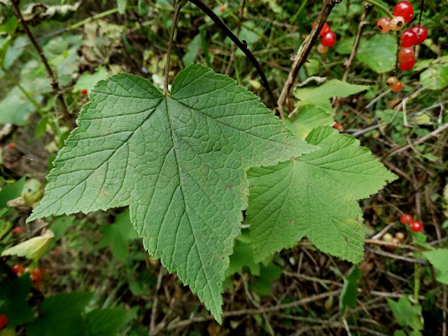 Смородина маньчжурская (Ribes mandshuricum)