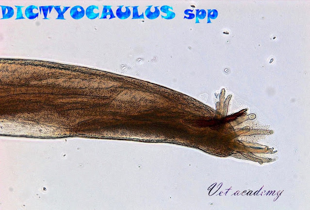 Dictyocaulus spp