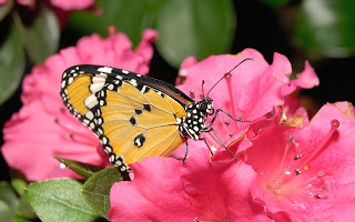 butterfly on a rose (3)