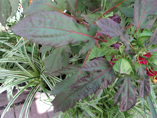 Leaves of Cranberry Crush hibiscus