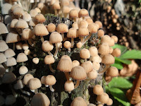 Coprinellus disseminatus