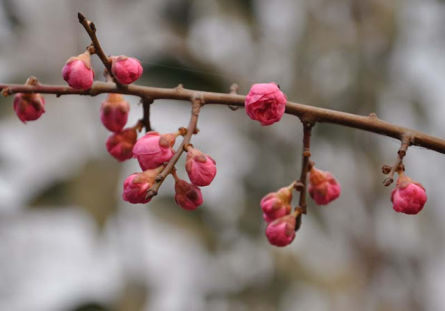 Plum Flowers