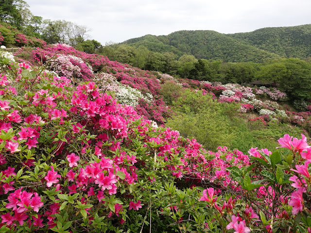 島根県松江市美保関町美保関　五本松公園　ツツジ（躑躅）