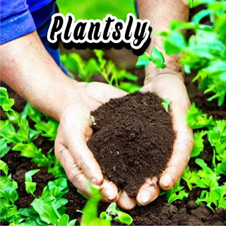 10 Gardening maintenance Tips