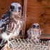 Peregrine Falcons