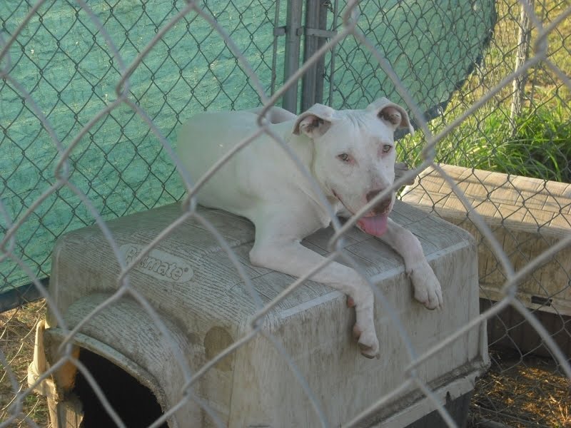 Checotah, OK: Bull Terrier Mix