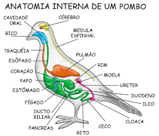 Filo cordados: Aves