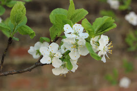 White blossom in springtime